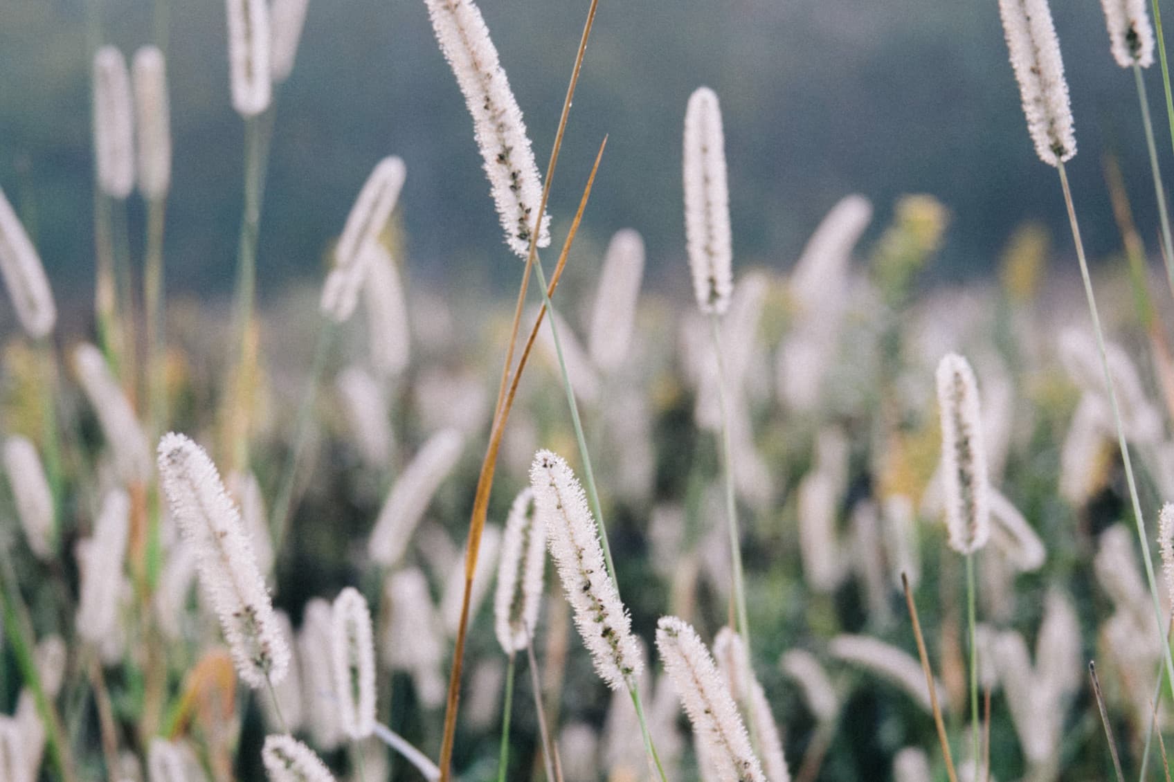 Gasfeld Sprossen im Frühling